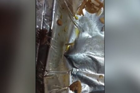 A imagem mostra uma embalagem de alumínio com larvas