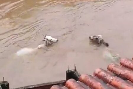 Vídeos mostram vacas sendo arrastadas por enchente no Rio de Janeiro Chuvas deixaram mais de 300 desalojados em Angra dos Reis e Petrópolis
