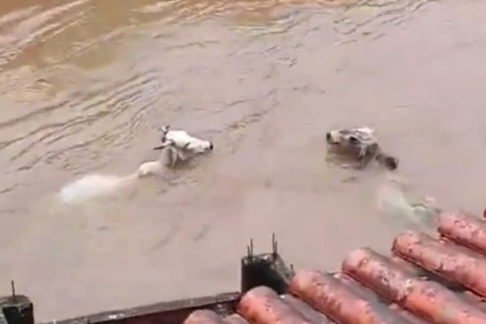 Vídeos mostram vacas sendo arrastadas por enchente no Rio de Janeiro Chuvas deixaram mais de 300 desalojados em Angra dos Reis e Petrópolis