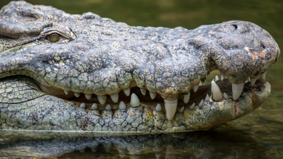 Turista invade recinto e é atacado por crocodilo nas Filipinas; vídeo Homem atravessou uma área com água rasa para se aproximar do réptil