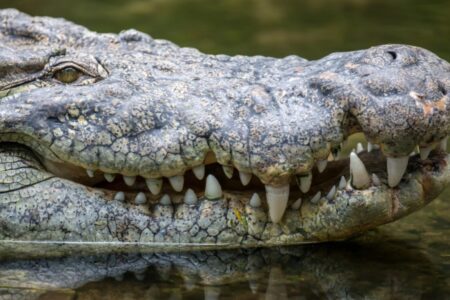 Turista invade recinto e é atacado por crocodilo nas Filipinas; vídeo Homem atravessou uma área com água rasa para se aproximar do réptil