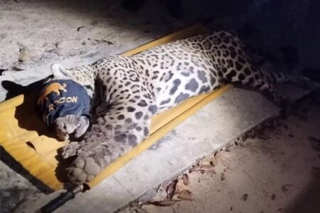 Onça que matou e devorou caseiro é capturada no Pantanal; vídeo Jorge Avalo foi atacado e devorado pelo animal