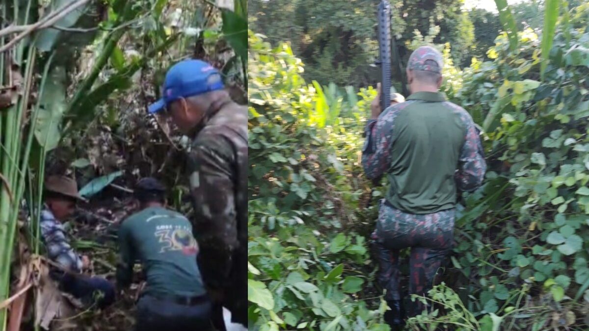 Onça que devorou caseiro no Pantanal ataca equipe de buscas; vídeo enquanto tentavam resgatar os restos mortais da vítima