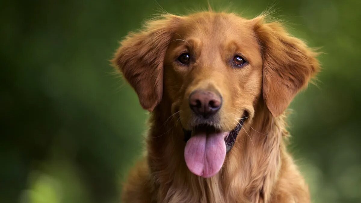 Cachorro doa sangue para 'aumiga' e vídeo emociona a web; assista "Fez mamãe chorar de orgulho", disse tutora