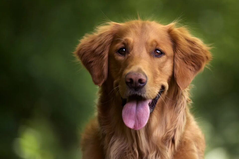 Cachorro doa sangue para 'aumiga' e vídeo emociona a web; assista "Fez mamãe chorar de orgulho", disse tutora