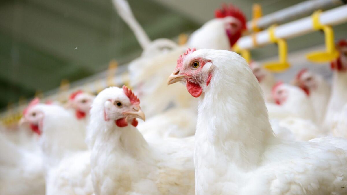 Cidade em Goiás lidera ranking dos municípios com mais aves no Brasil; veja lista Avicultura foco de gripe aviária no RS
