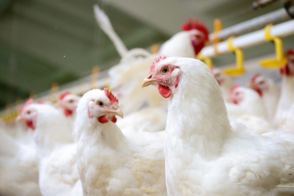Cidade em Goiás lidera ranking dos municípios com mais aves no Brasil; veja lista Avicultura foco de gripe aviária no RS