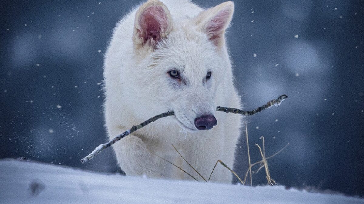 Cientista agora admite que volta de lobo extinto é falsa A Colossal Biosciences havia anunciado a volta da extinção três lobos-terríveis