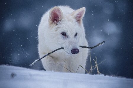 Cientista agora admite que volta de lobo extinto é falsa A Colossal Biosciences havia anunciado a volta da extinção três lobos-terríveis