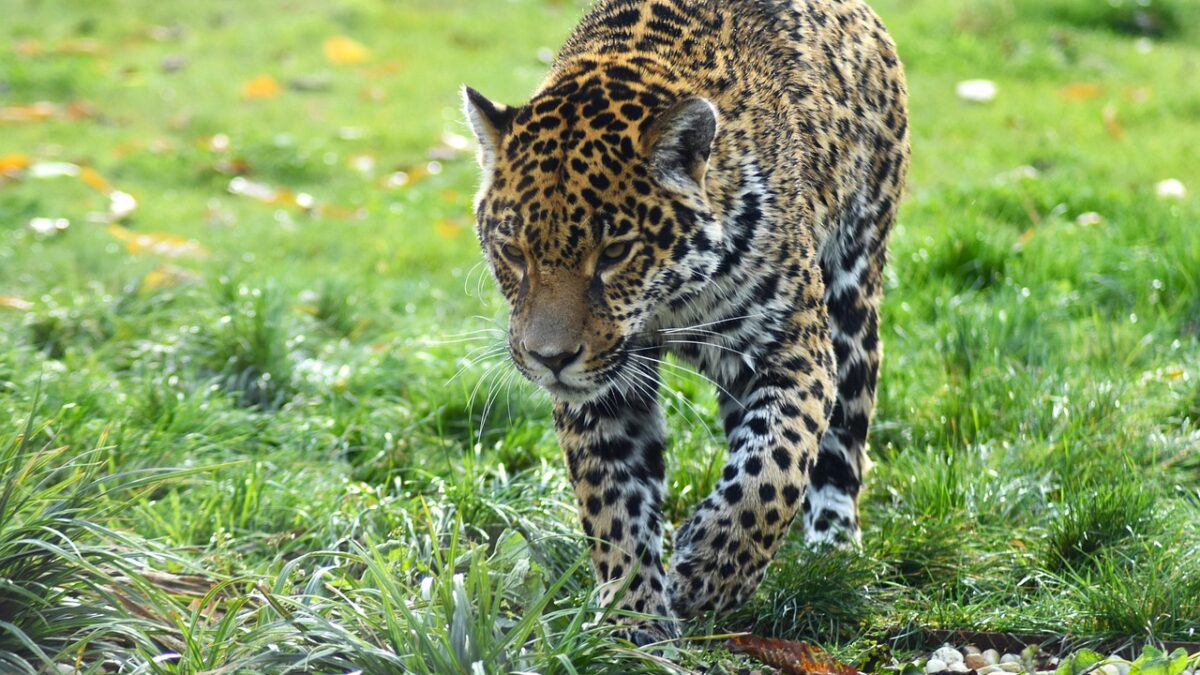 Onça-pintada atacou caseiro em Goiás (Foto: Pixabay)