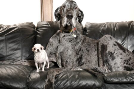 A imagem mostra o menor e o maior cachorro do mundo