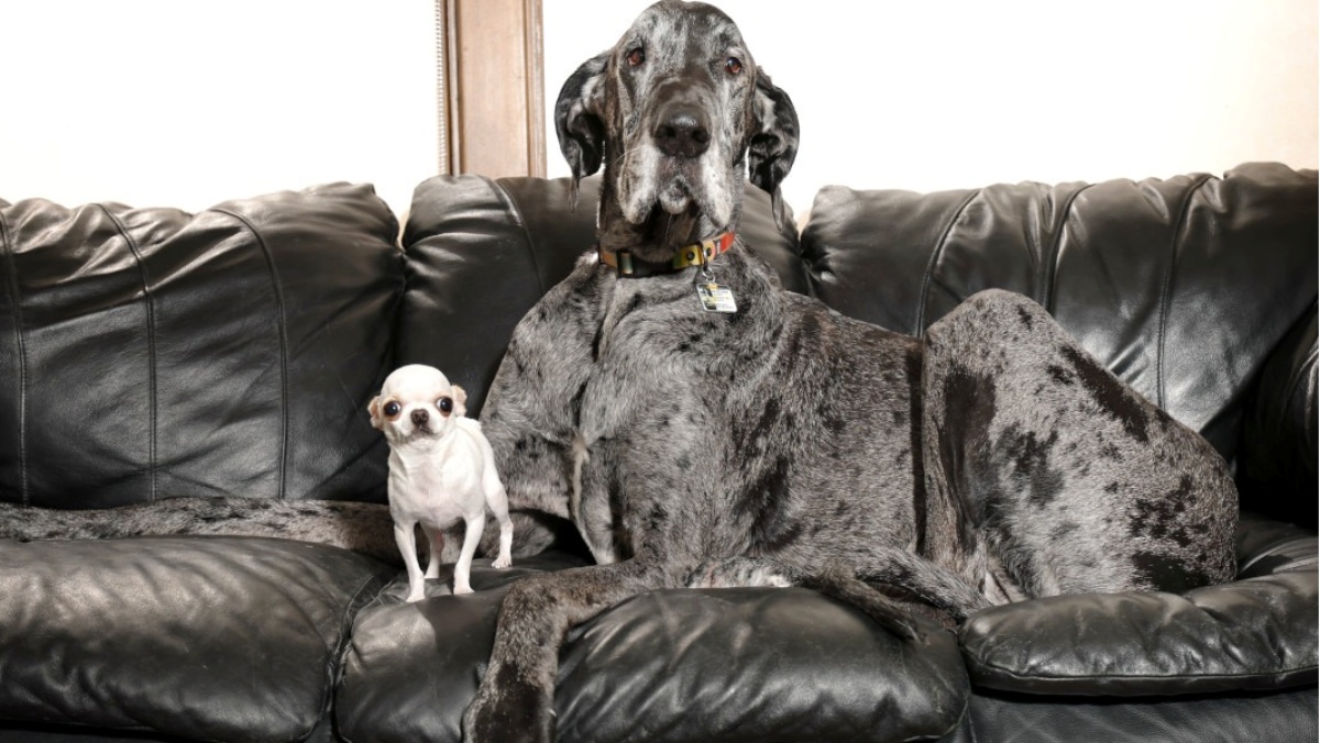 A imagem mostra o menor e o maior cachorro do mundo