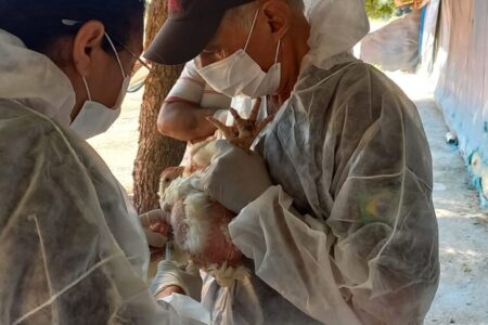 Mesmo livre da gripe aviária, Goiás prepara decreto de emergência zoossanitária