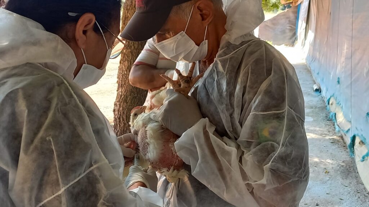 Mesmo livre da gripe aviária, Goiás prepara decreto de emergência zoossanitária