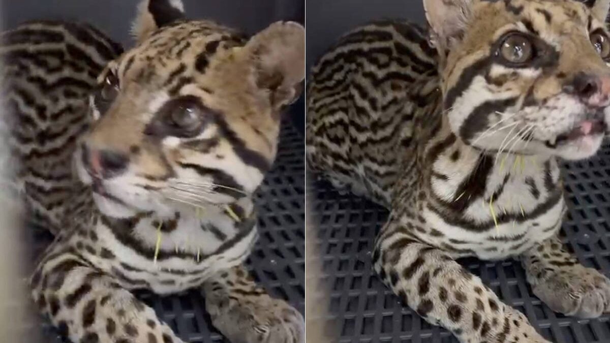 Jaguatirica atingida por mais de 20 tiros de chumbo é resgatada no RJ