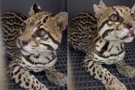 Jaguatirica atingida por mais de 20 tiros de chumbo é resgatada no RJ