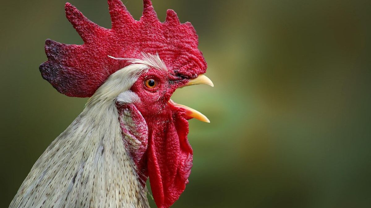 Gripe aviária: um foco confirmado até o momento (Foto: Pixabay)