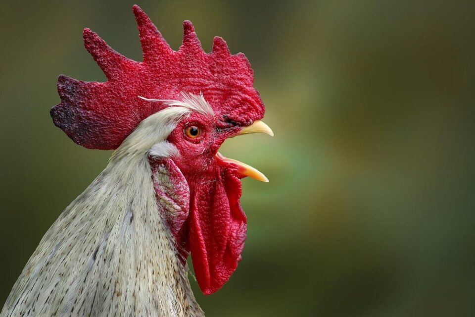 Gripe aviária: um foco confirmado até o momento (Foto: Pixabay)
