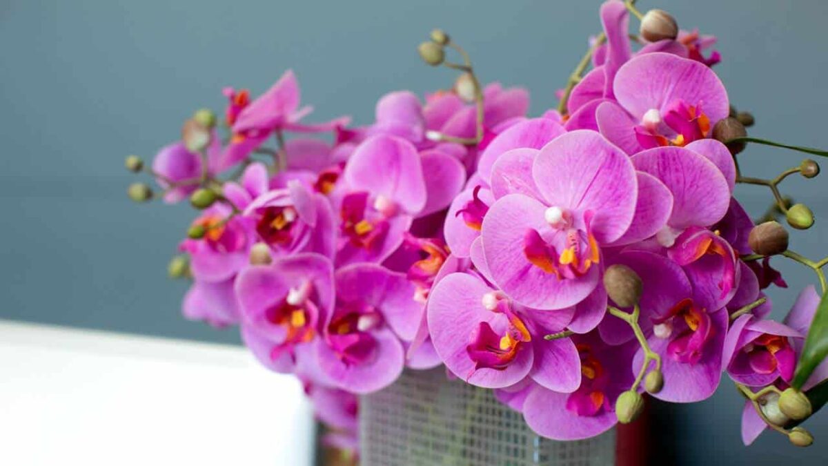 Como cuidar de orquídea? Veja como plantar, regar e dicas para ela florir flor se desenvolve com vigor quando recebe os cuidados certos
