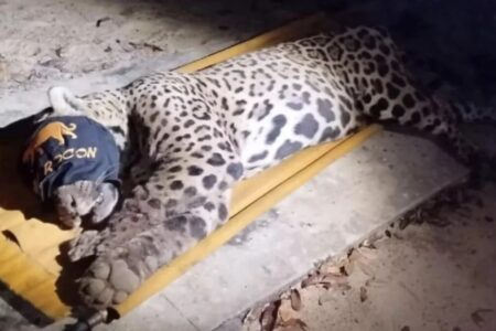 Ossos e cabelos são achados em fezes de onça que matou caseiro; polícia pede DNA o animal não será reintroduzida à natureza