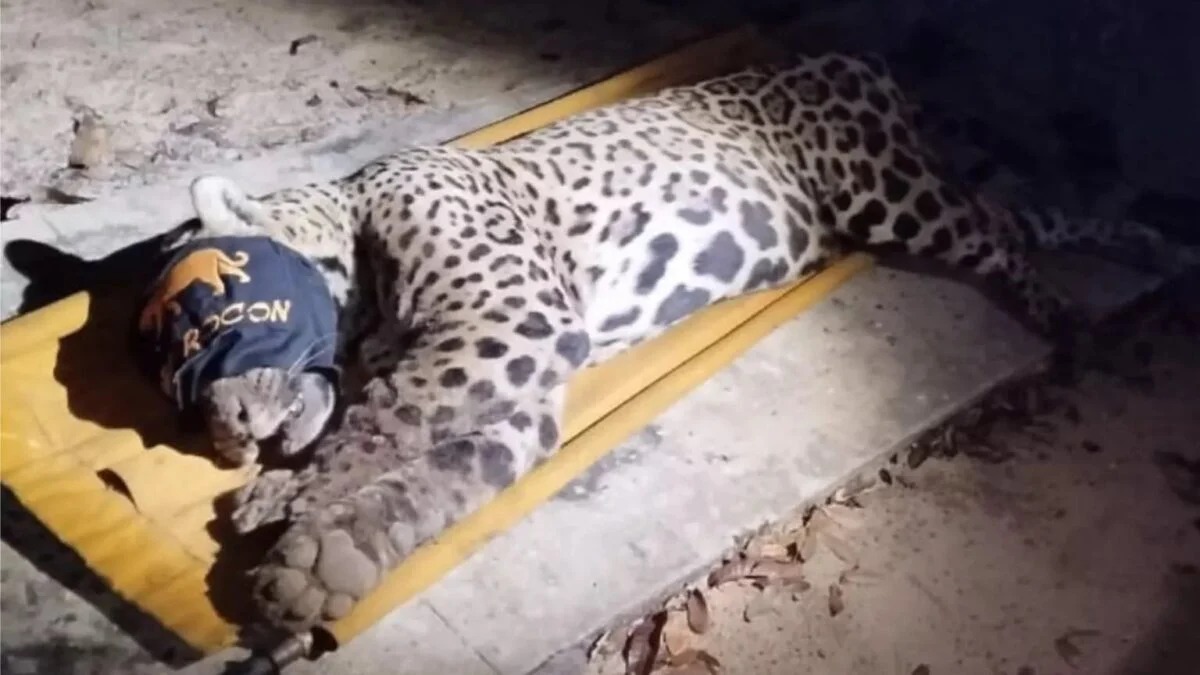 Ossos e cabelos são achados em fezes de onça que matou caseiro; polícia pede DNA o animal não será reintroduzida à natureza