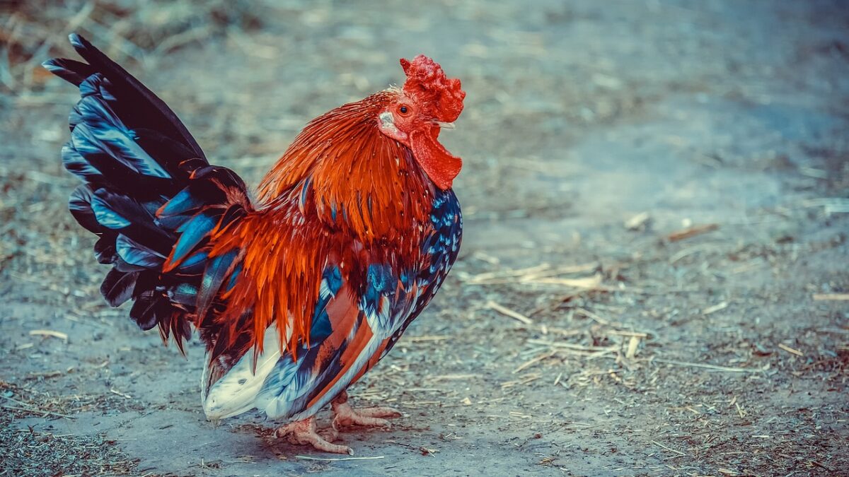 Gripe aviária preocupa país (Foto: Pixabay)