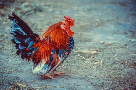 Gripe aviária preocupa país (Foto: Pixabay)