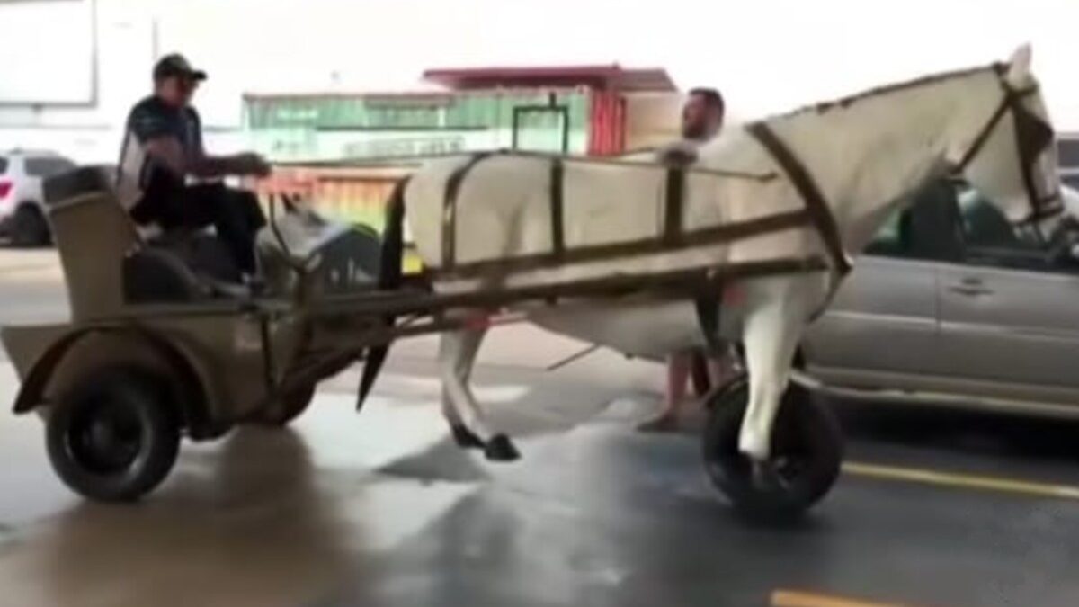"Carroça-moto" com estátua de cavalo viraliza nas redes sociais