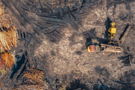 Imagem de desmatamento, com de árvores derrubadas