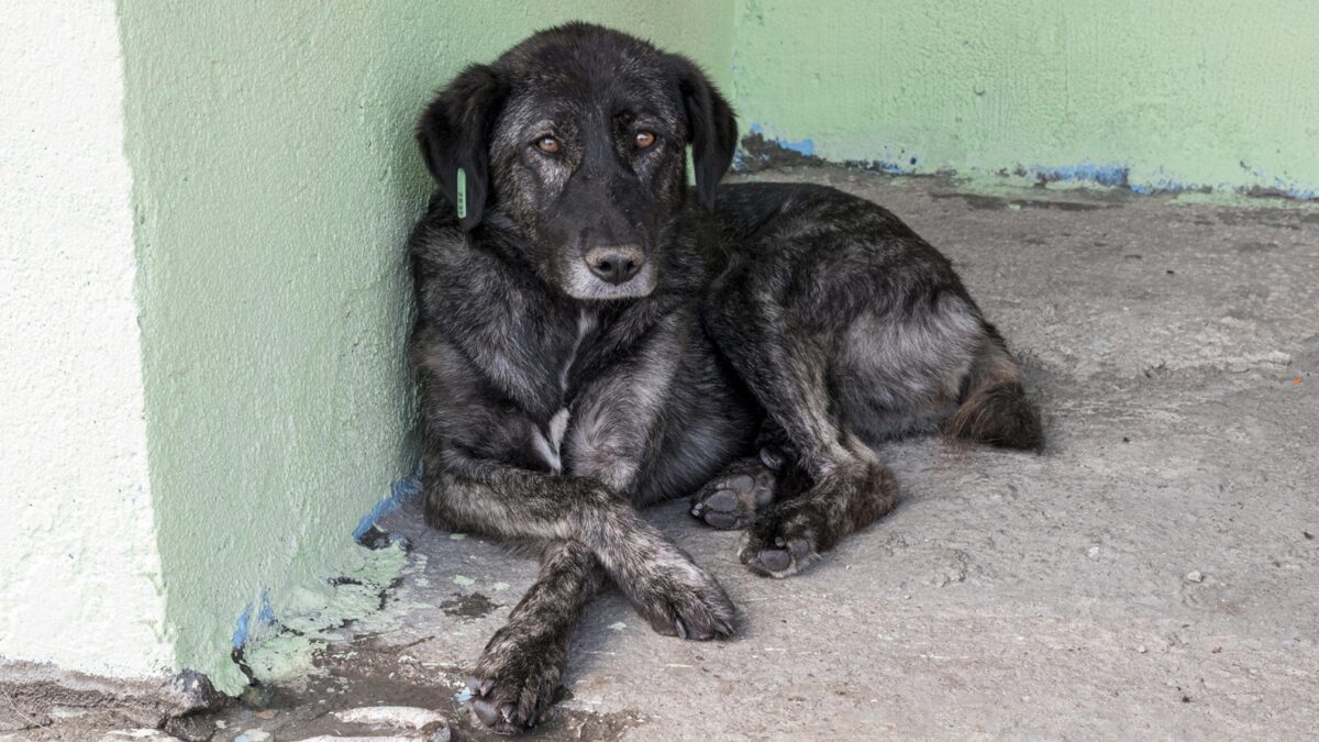 Deputados de SP aprovam projeto de lei que proíbe acorrentar cães e gatos Multa de R$ 37 mil em caso de reincidência perda da tutela