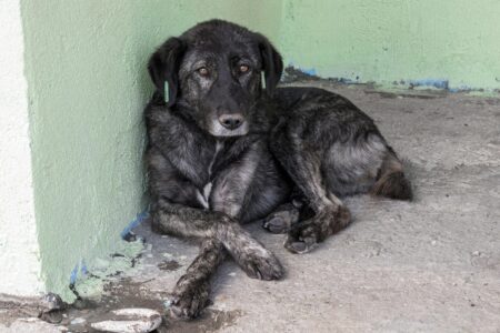 Deputados de SP aprovam projeto de lei que proíbe acorrentar cães e gatos Multa de R$ 37 mil em caso de reincidência perda da tutela