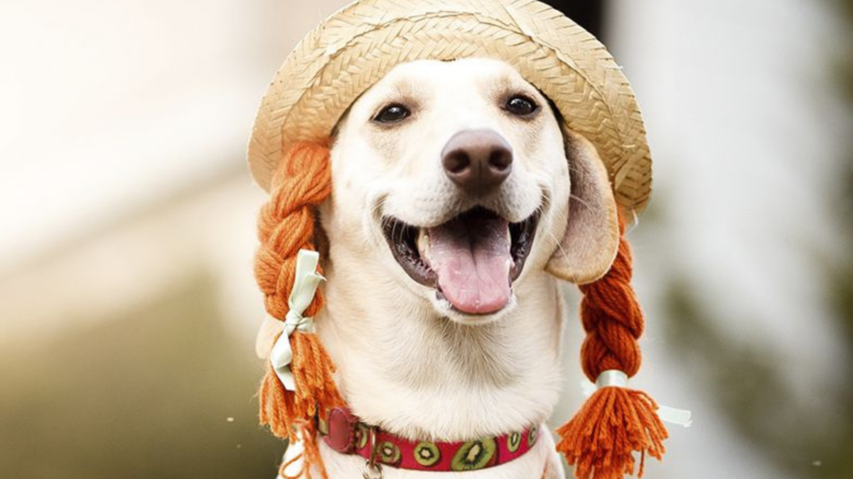 Arraiau: Goiânia recebe festa junina dedicada aos pets neste domingo (1º/6)
