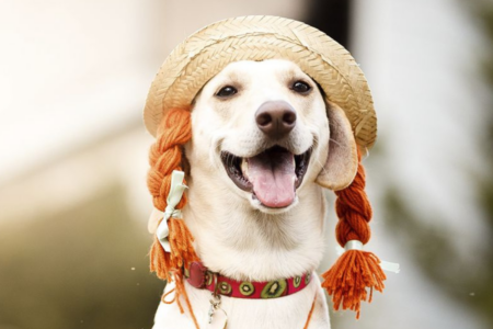 Arraiau: Goiânia recebe festa junina dedicada aos pets neste domingo (1º/6)