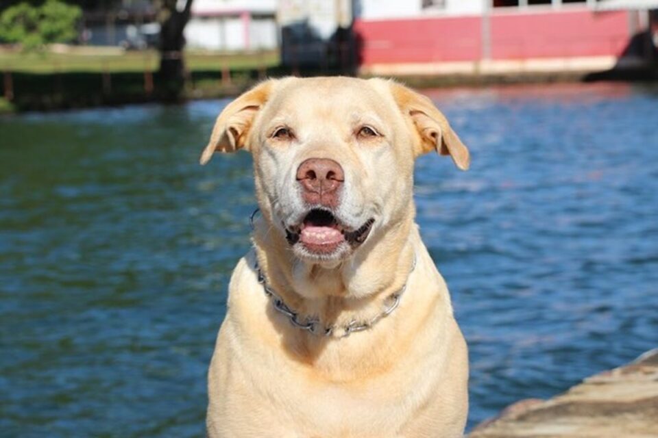 labrador-thor-brumadinho