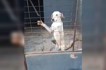 Prefeitura de Caldas Novas faz acordo com ONG inspecionada por MP para cuidar de animais