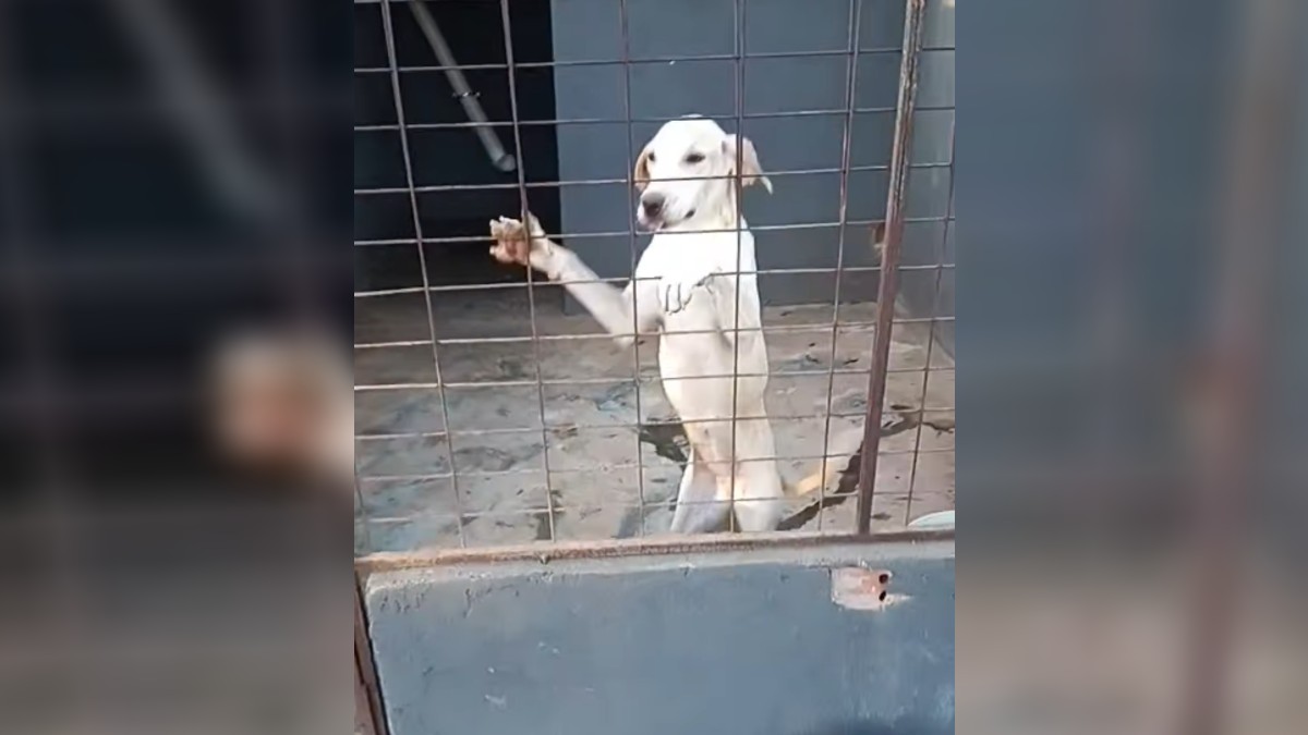 Prefeitura de Caldas Novas faz acordo com ONG inspecionada por MP para cuidar de animais