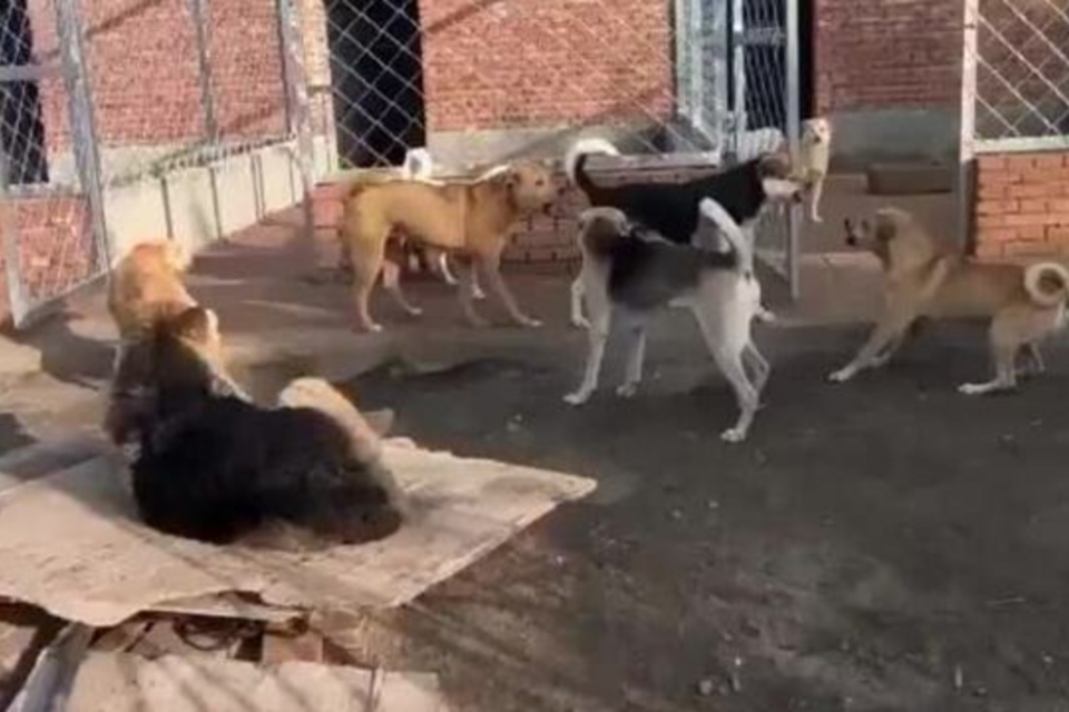 Cão fiapo de manga viralizou após colocar autoridade sobre demais animais