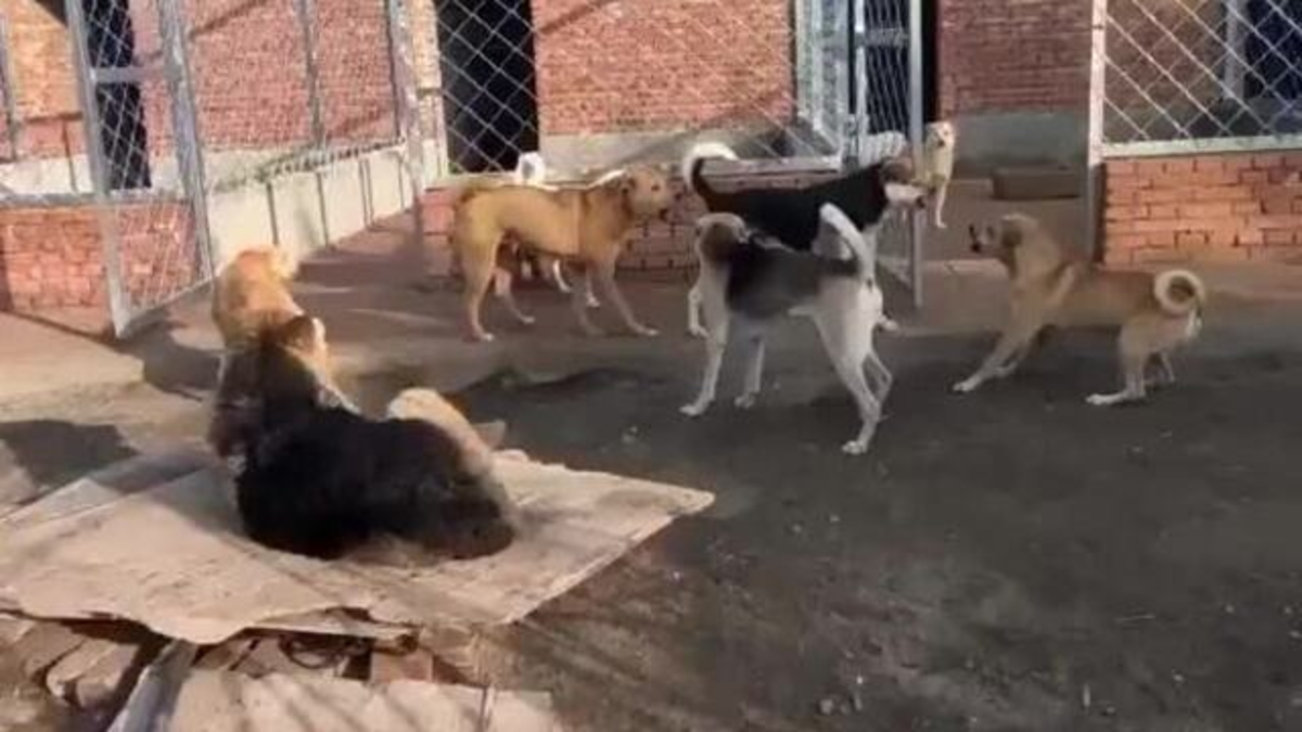 Cão fiapo de manga viralizou após colocar autoridade sobre demais animais