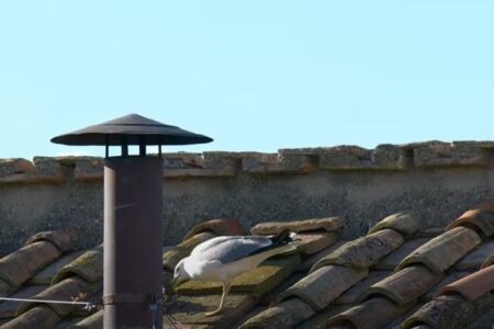 Gaivota vomita rato segundos antes da fumaça branca anunciar papa; vídeo Ave alimentando filhote no telhado da Capela Sistina, em Roma