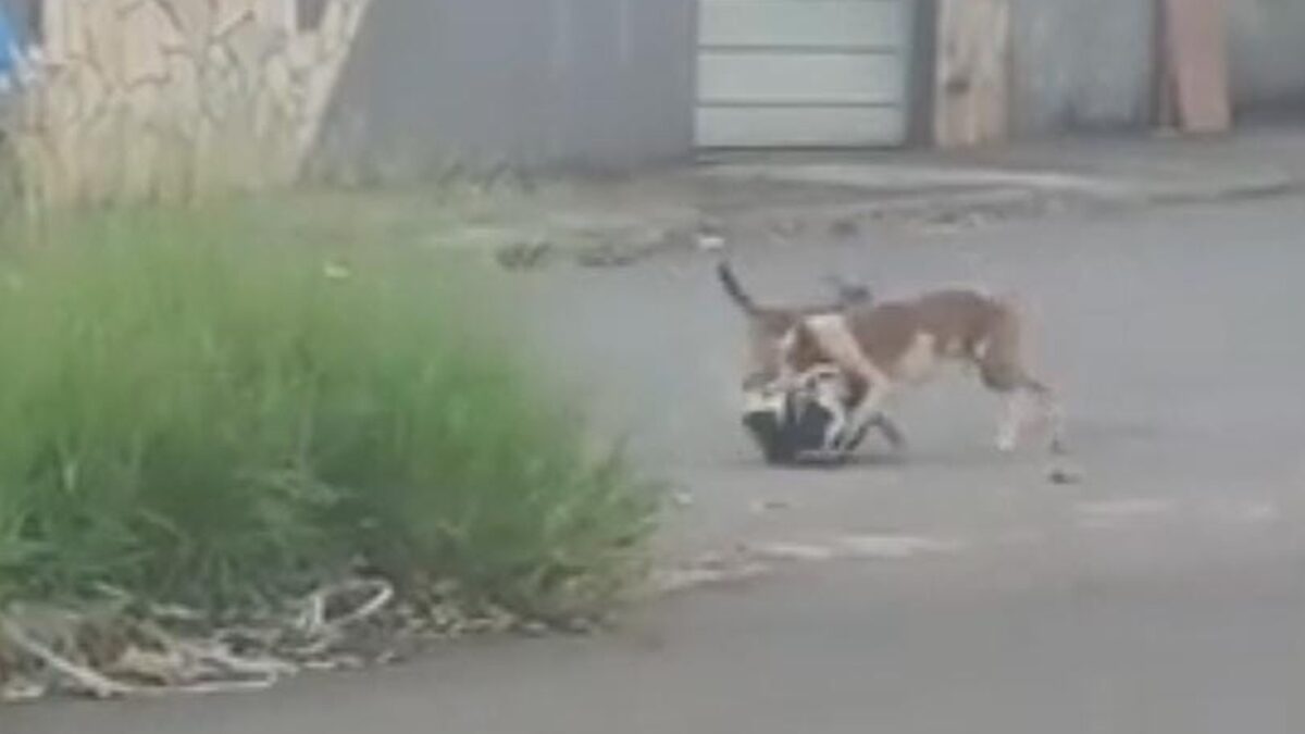 Pitbull preocupa moradores do Balneário Meia Ponte após atacar cães da região