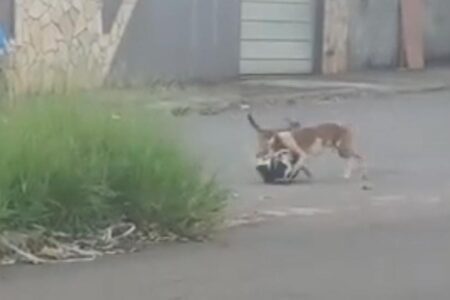 Pitbull preocupa moradores do Balneário Meia Ponte após atacar cães da região