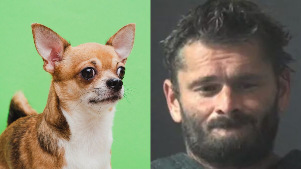 Homem assa chihuahua no forno porque o cão não parava de latir Crime cruel ocorreu no Alabama nos Estados Unidos