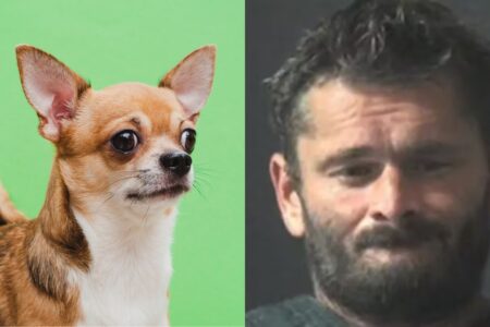 Homem assa chihuahua no forno porque o cão não parava de latir Crime cruel ocorreu no Alabama nos Estados Unidos