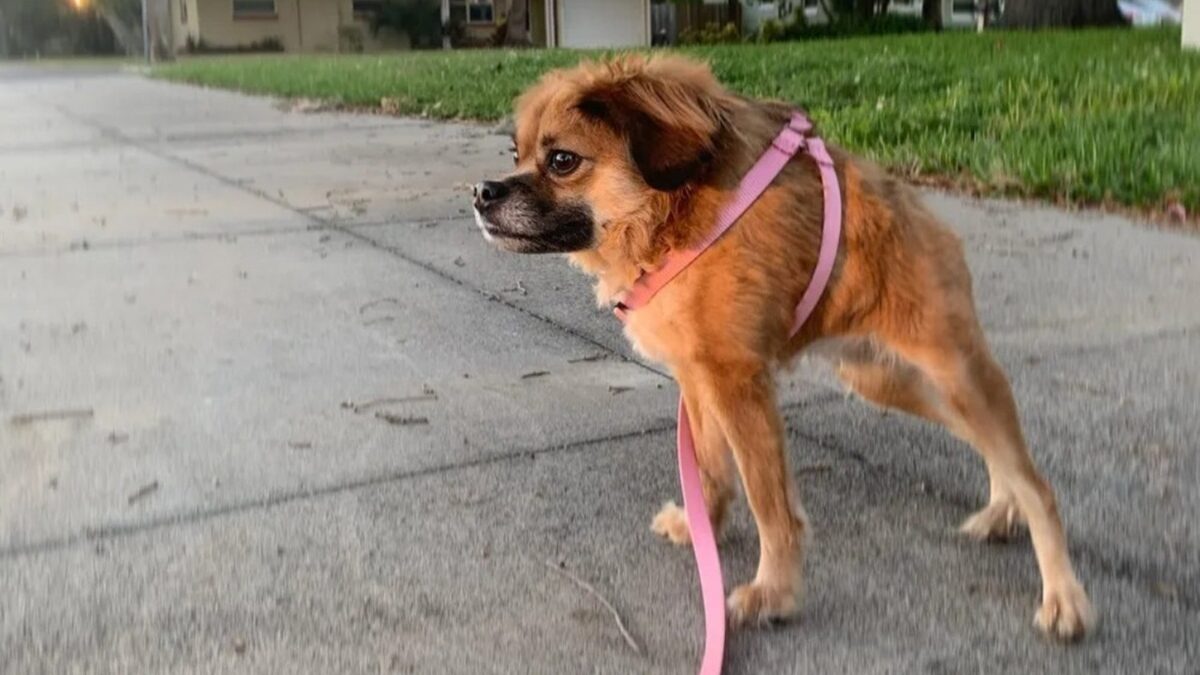 Cachorro cururu? Conheça a síndrome da espinha curta em cães; vídeo Condição rara provoca um encurtamento severo da coluna