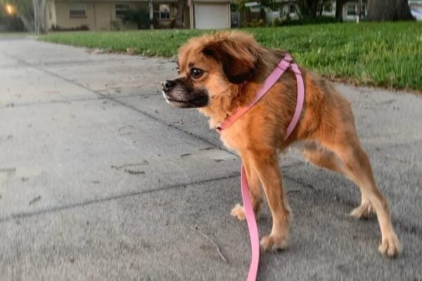 Cachorro cururu? Conheça a síndrome da espinha curta em cães; vídeo Condição rara provoca um encurtamento severo da coluna