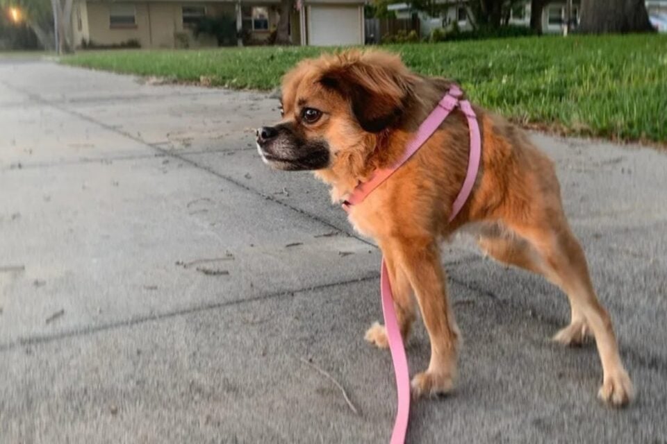 Cachorro cururu? Conheça a síndrome da espinha curta em cães; vídeo Condição rara provoca um encurtamento severo da coluna