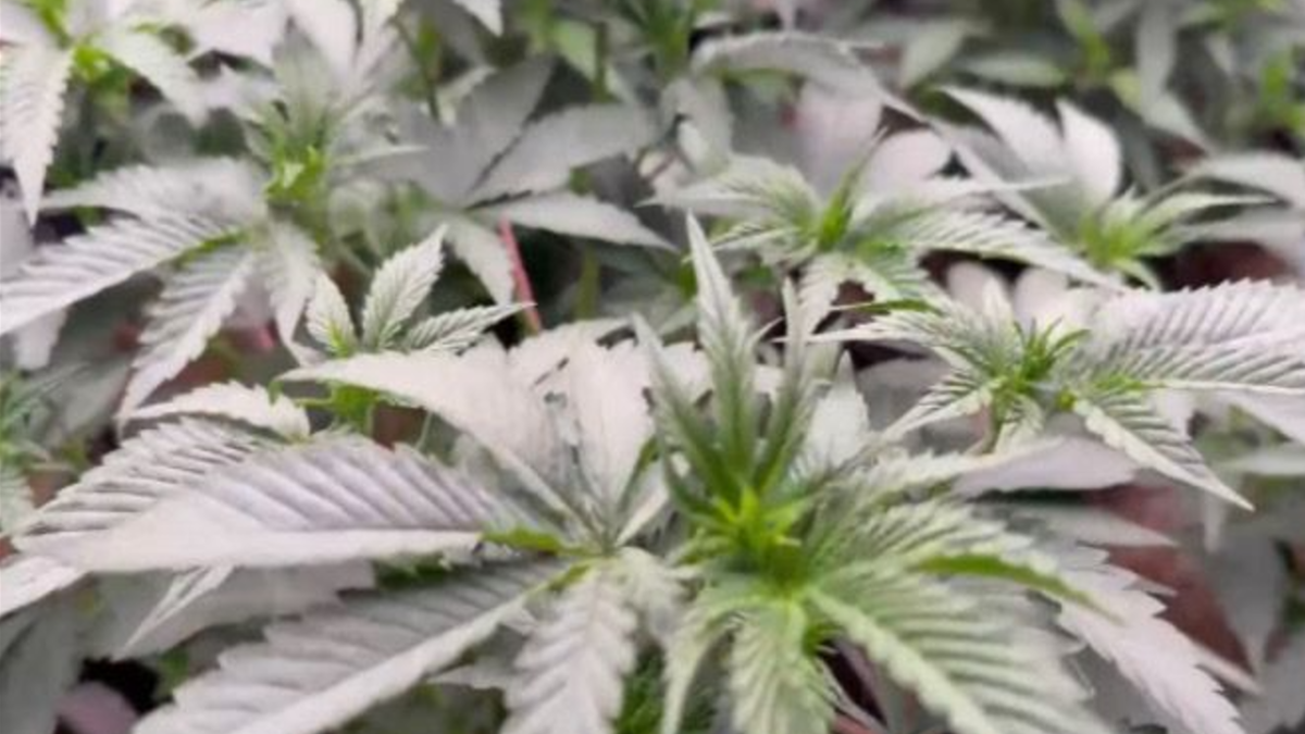 Plantação de maconha (Foto: Reprodução)