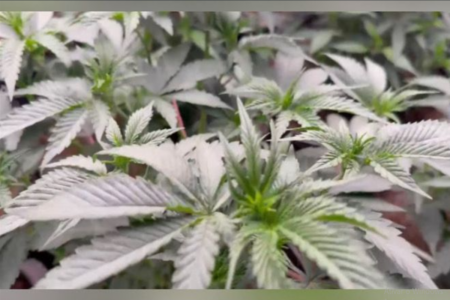 Plantação de maconha (Foto: Reprodução)