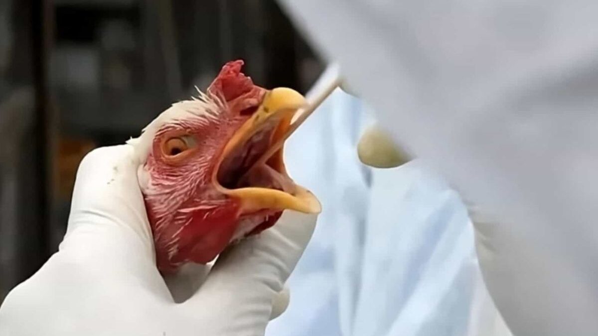 Gripe aviária acende alerta de autoridades brasileiras (Foto: Agência Brasil)