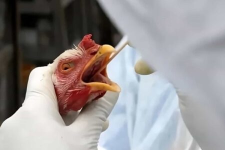 Gripe aviária acende alerta de autoridades brasileiras (Foto: Agência Brasil)